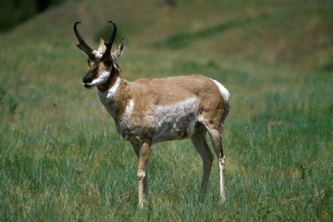 Pronghorn Antelope