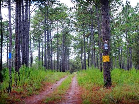 Withlacoochee State Forest | Discover Crystal River