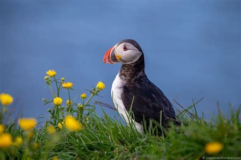 Borgarfjörður Eystri puffins in Iceland guide Iceland puffin Iceland ...