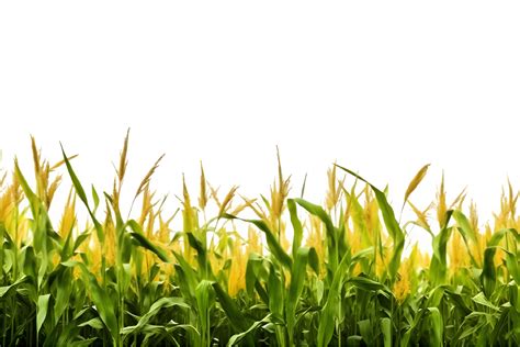 corn field isolated on transparent background , 27125699 PNG