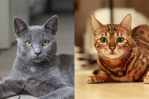 Russian Blue/Bengal Cat Mix: Breed Info, Pictures, Temperament & Traits ...