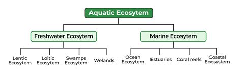 Types of Aquatic Ecosystems And Their Adaptations