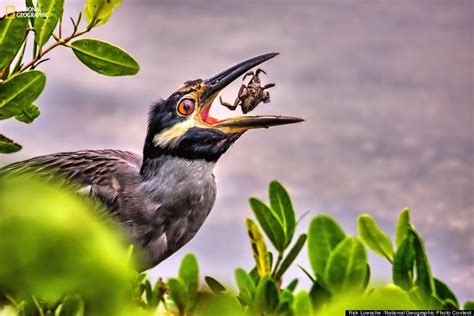 Bird Prey Wildlife Photography By Rick Loesche 3