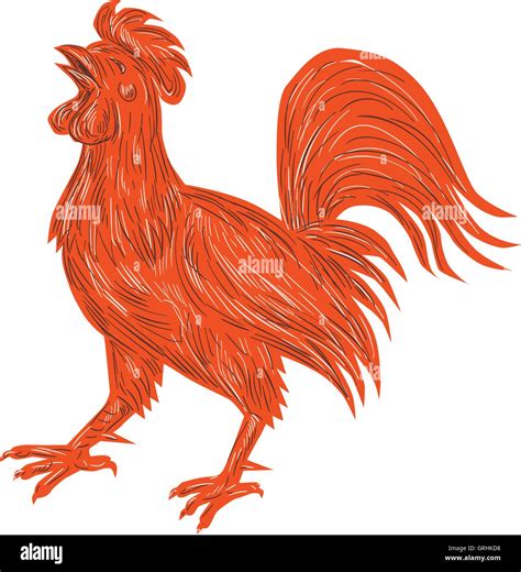 Chicken Rooster Crowing Drawing Stock Vector Image & Art - Alamy