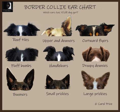 Do Border Collie Ears Stand Up