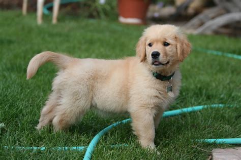 Best Places To Buy Golden Retriever Puppies: Top Breeders And Pet Stores