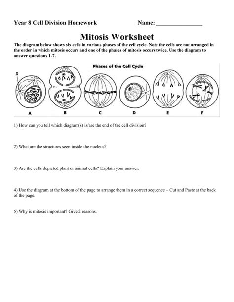 MITOSIS WORKSHEET