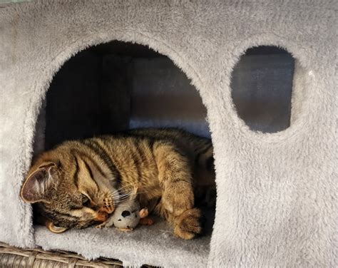 Why Do Cats Love Den-Like Beds? – Noots