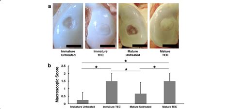 a Macroscopic view of a chondral lesion treated with or without TEC at ...