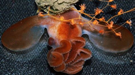 Baby Dumbo Octopus Looks Ridiculous & Cute | Reef Builders | The Reef ...