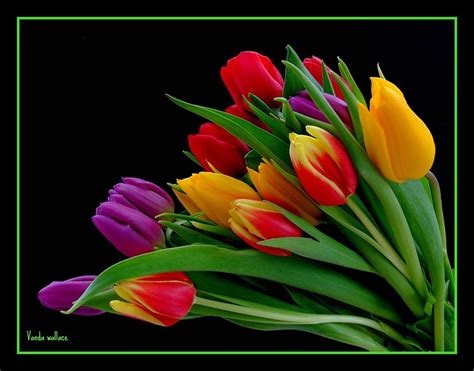 Rainbow Tulips - a photo on Flickriver