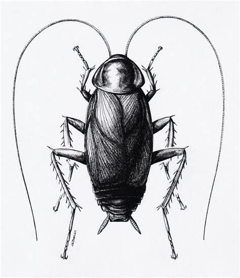 How to Draw a Cockroach Adult - Pest Pointer