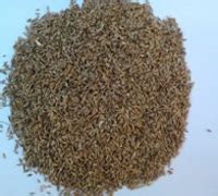 Rhodes Grass Seeds | Products | , | Global Tropical Seeds Cc