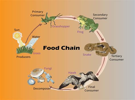 In the given food chain who gets less energy than the tertiary Consumer ...