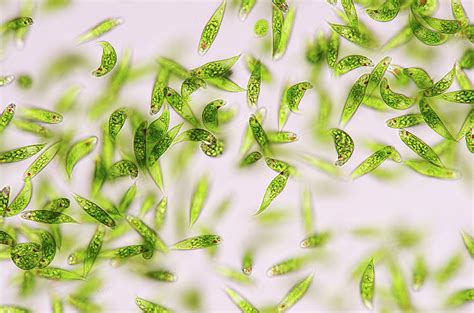 Euglena Under Microscope Labeled