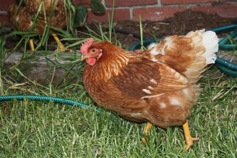 Chook resources - CHOOKTOPIA®