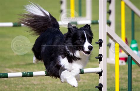 Border Collie Agility Stock Image