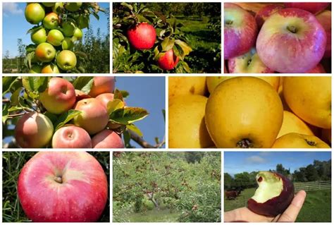 8 USDA Zone 4 Apple Trees (Cold Hardy Varieties)