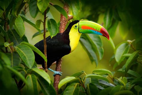 Why Belize Is a Bird Lover's Paradise | Lindblad Expeditions