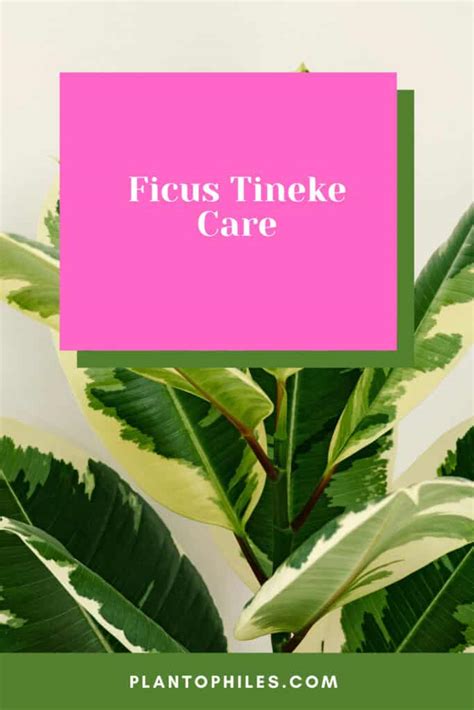 Ficus Tineke Care (Ficus Elastica Tineke) — #1 Best Tips