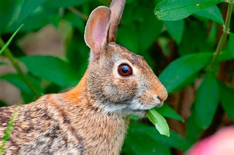 Expert Garden Advice on Rabbit Resistant Flowers - Birds and Blooms