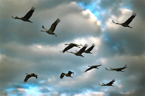 Andrew Willoughby: Photography: Sandhill Crane Migration