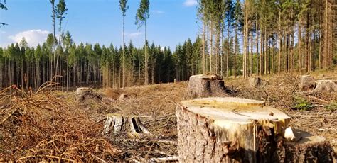 Weekend Vibes: Reasons forests are destroyed