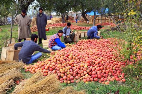 Apple Orchards Photo by Sajith Ok — National Geographic Your Shot ...