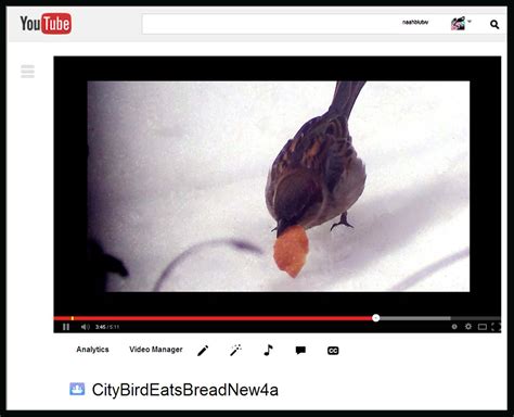 City Birds Eating Bread video on YouTube | IngPeaceProject.com