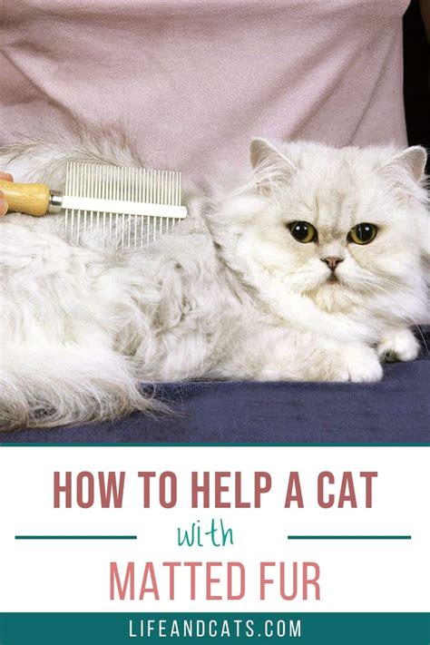 How to Help a Cat with Matted Fur