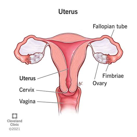 Uterus: Anatomy, Function, Size, Position & Conditions