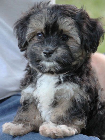 Cavanese Puppies Available Washington D.C. | Gleneden Cavachons ...