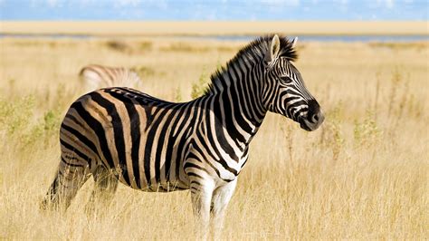 Zebra | San Diego Zoo Animals & Plants