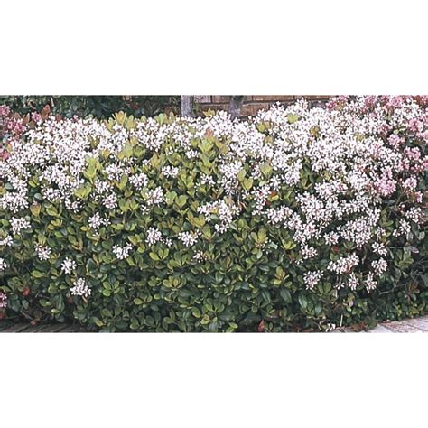 Shop 2-Gallon Mixed Indian Hawthorn Foundation/Hedge Shrub (L11166) at ...