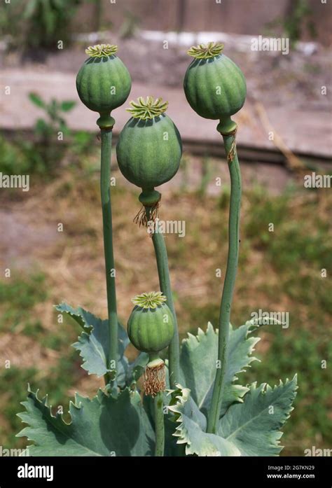 Papaver somniferum, commonly known as the opium poppy or breadseed ...