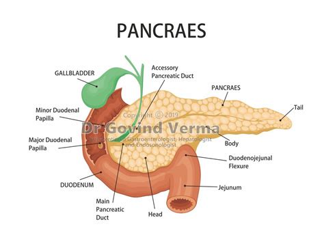 Pancreas Images Anatomy - kropkowe-kocie