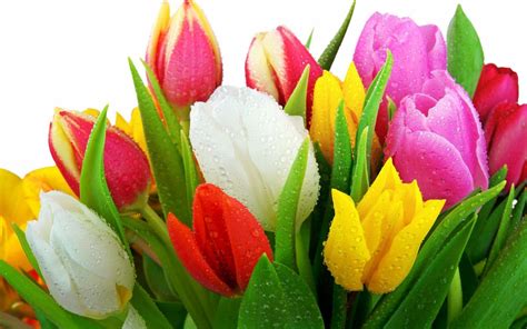 Tulip Flower Wallpapers - Wallpaper Cave