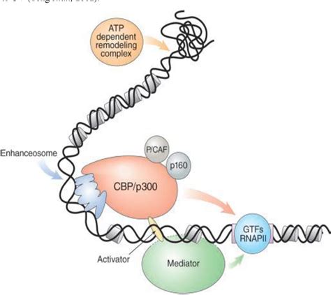 P300 Histone Acetylation