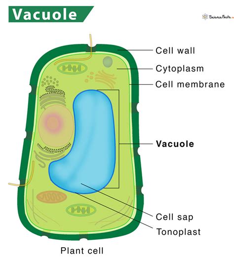 Vacuole – Definition, Structure, & Functions with Diagram