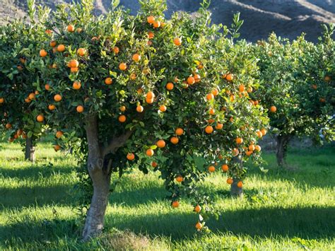 Fertilizing Citrus Trees - Best Practices For Citrus Fertilizing ...