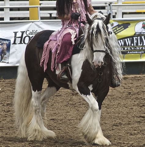 Gypsy Vanner Horses: Origin, Characteristics, And Care Tips