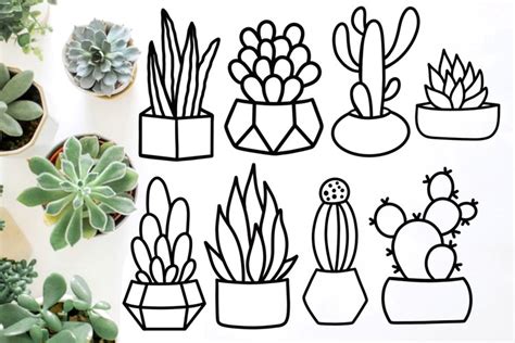 Succulent svg bundle, succulent clipart, cacti svg, plants