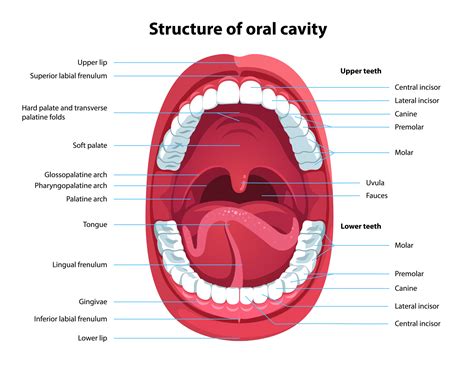 Diagram Of The Teeth And Their Names