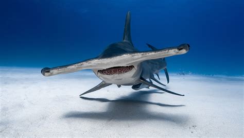 Why Do Hammerhead Sharks Have Hammer-Shaped Heads? | IFLScience