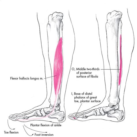 Flexor Hallucis Longus Origin And Insertion | Lower limb, The originals ...