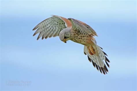 380+ Hovering Common Kestrel Stock Photos, Pictures & Royalty-Free ...