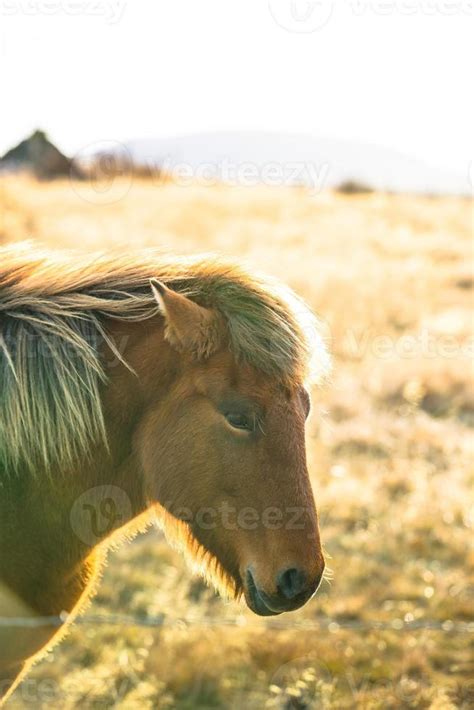 Icelandic horse live in farm 12662694 Stock Photo at Vecteezy