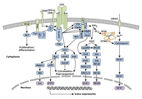 T cell receptor signaling pathway: A short Review