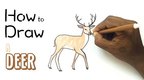 How to Draw Deer: Step By Step Guide