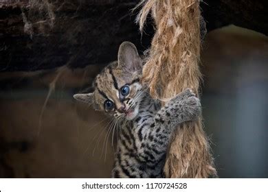 445 Margay Images, Stock Photos & Vectors | Shutterstock